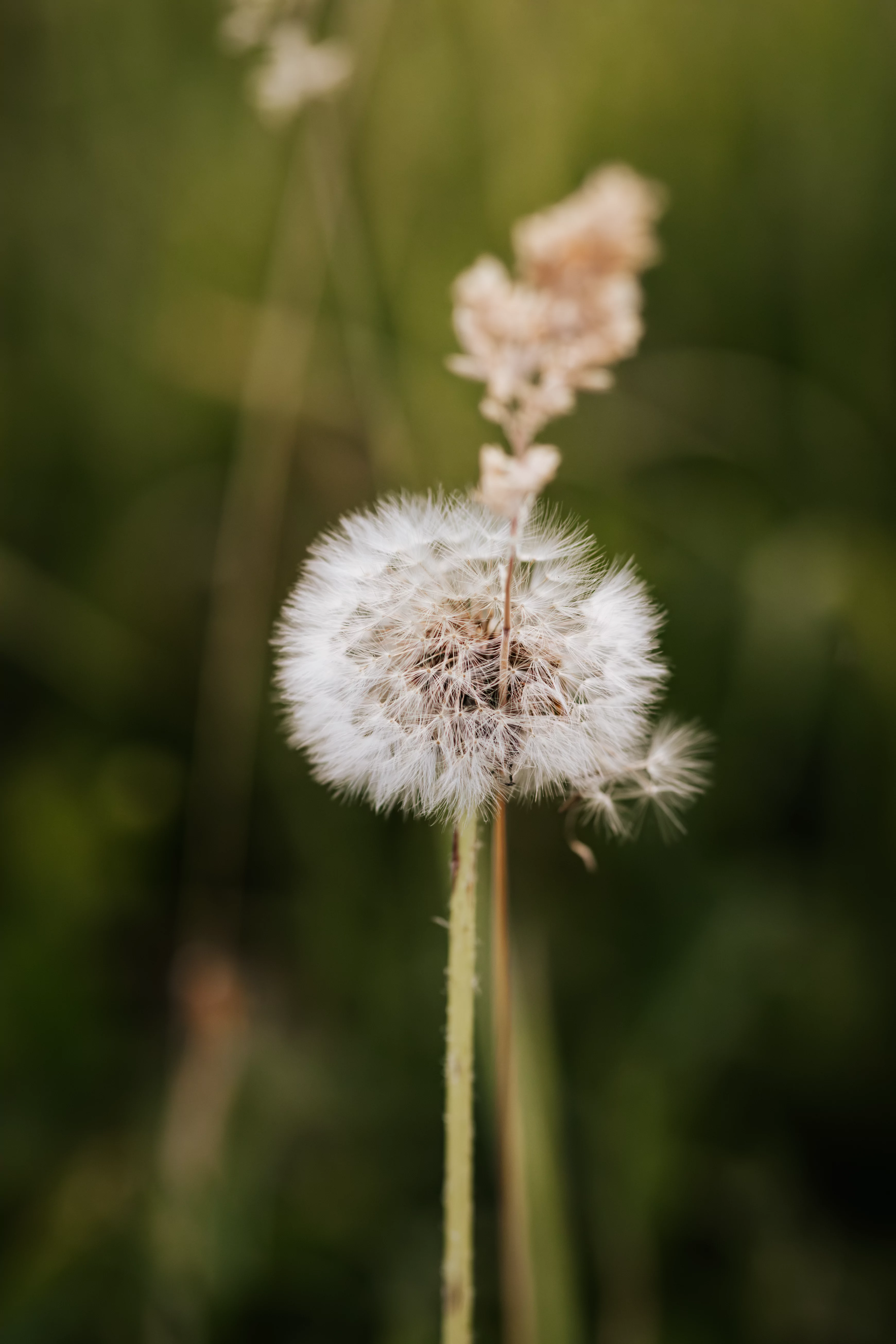 Prairie Sauvage