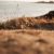Littoral breton —…